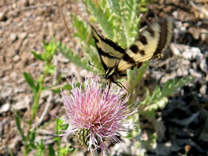 Near Ned's casita in Vallecitos, a beautiful butterfly hovered, pollinating this desert flower. 