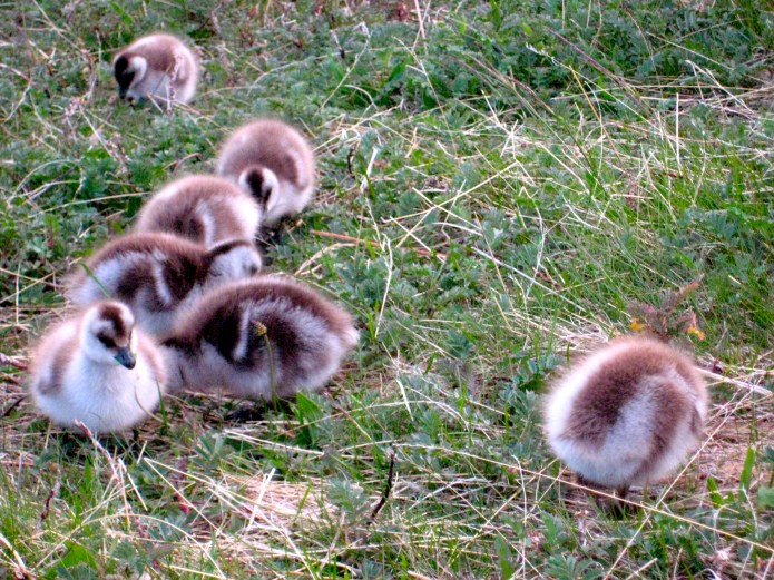 Adventures in the Southern Cone 336