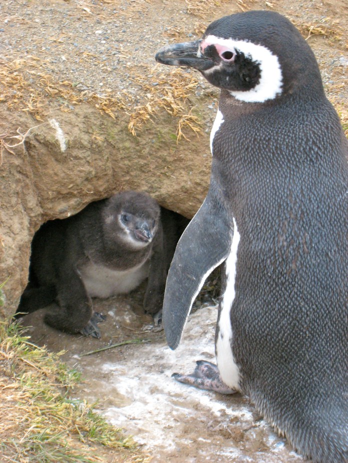 Baby penguin!