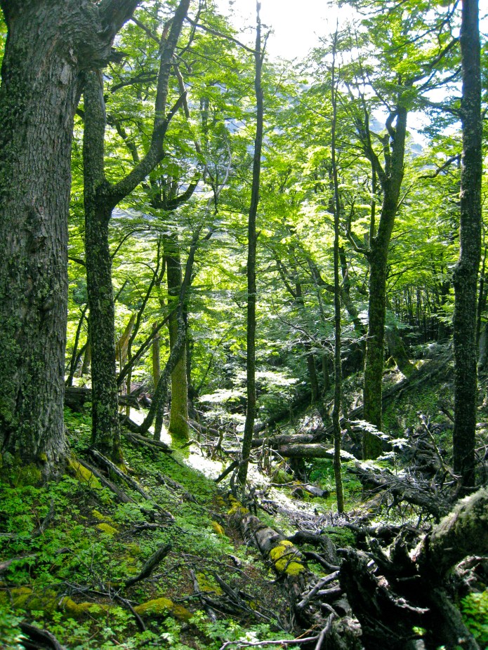 Enchanted forest [La selva encantada]