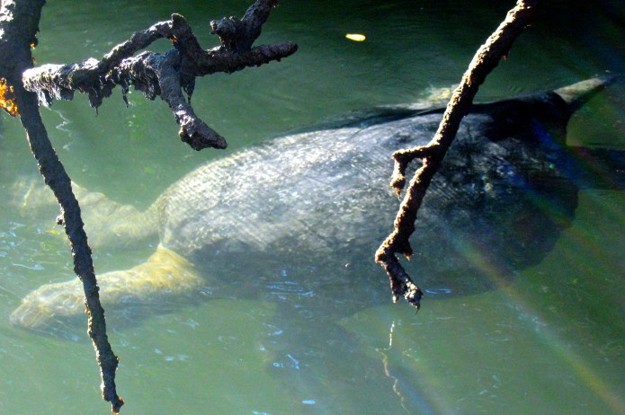 Sea turtles swimming