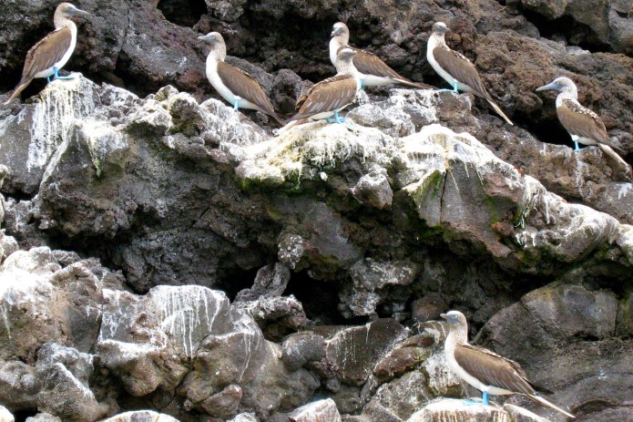 Blue-footed boobies