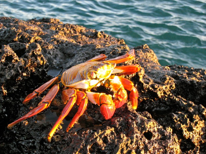 Sally Lightfoot crabs
