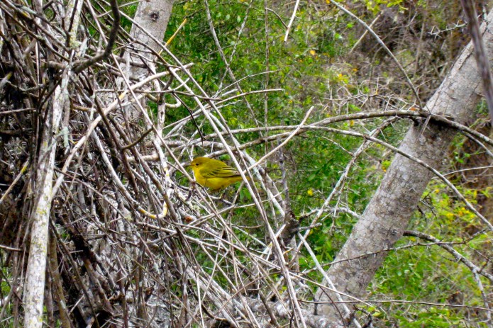 The Beak of the Finch