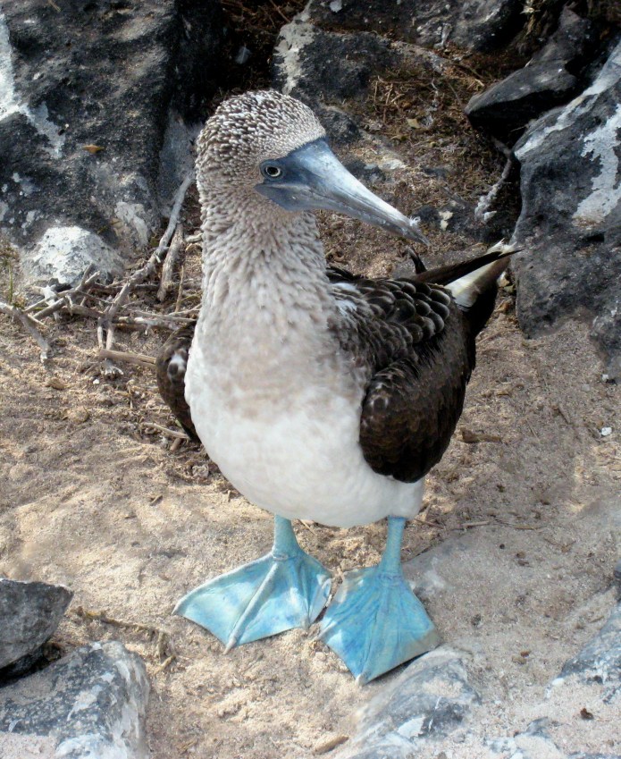 Blue-footed booby
