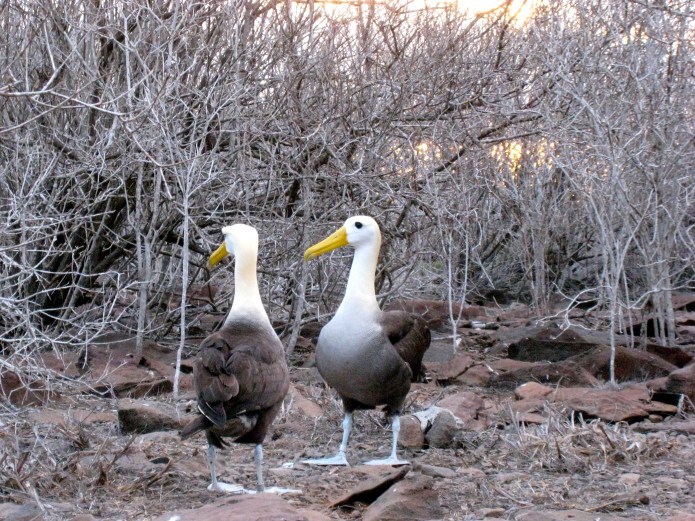 Albatross mating dance