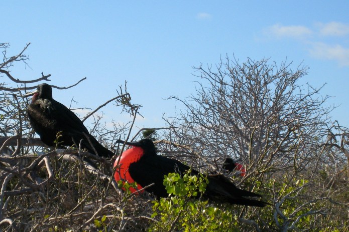 Frigget birds, puffing up their red, heart-shaped chests